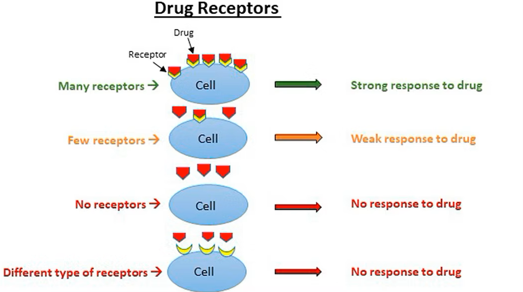 Drug Breakdown Illustration
